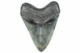 Fossil Megalodon Tooth - South Carolina #367951-2